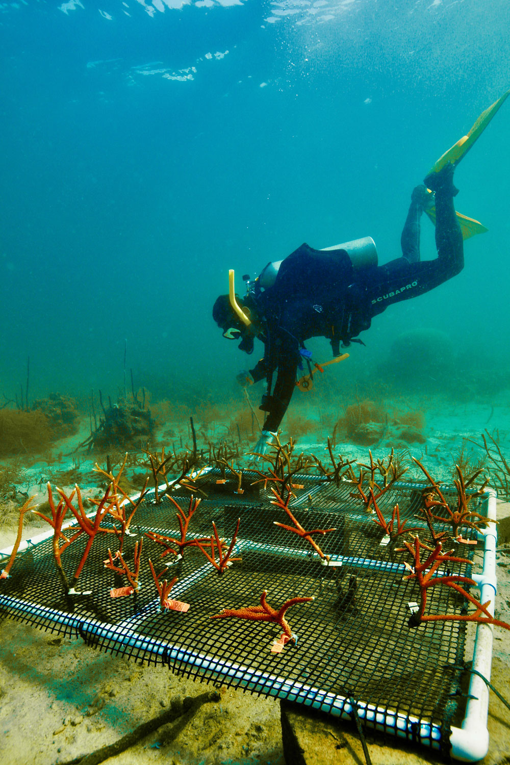 diving1